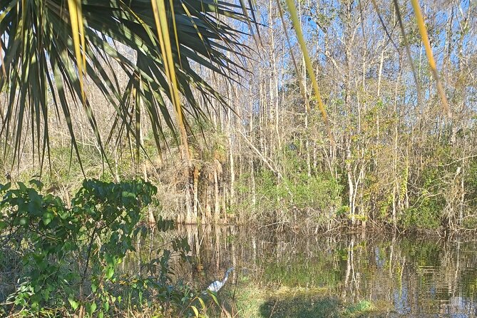 Everglades Eco Airboat Tour-Small Group & 2 Private Islands - What You’re Really Buying for $138