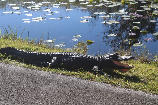 Everglades Eco Airboat Tour-Small Group & 2 Private Islands - Miccosukee Indian Village Store and a Brief Reservation Drive