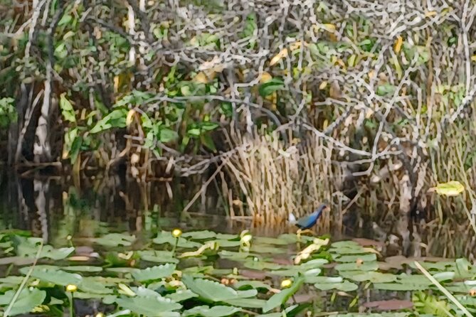 Everglades Eco Airboat Tour-Small Group & 2 Private Islands - Entering Miccosukee Territory: A Different Kind of Airboat Base