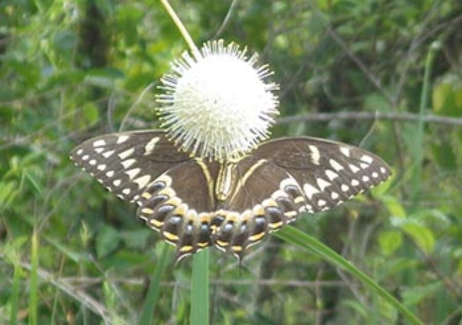 Everglades: Everglades Alligators and Orchids Kayak Eco Tour - Key things I’d circle before you go