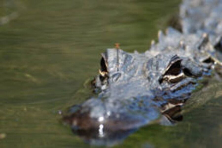 Everglades: Everglades Alligators and Orchids Kayak Eco Tour - Everglades Kayak Flow: What a 3-Hour Trip Really Feels Like
