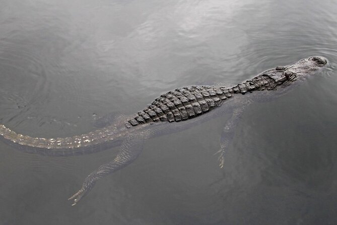 Everglades Express From Miami with Safari Airboat Ride - The pacing and small-group format: why max 7 is a smart move