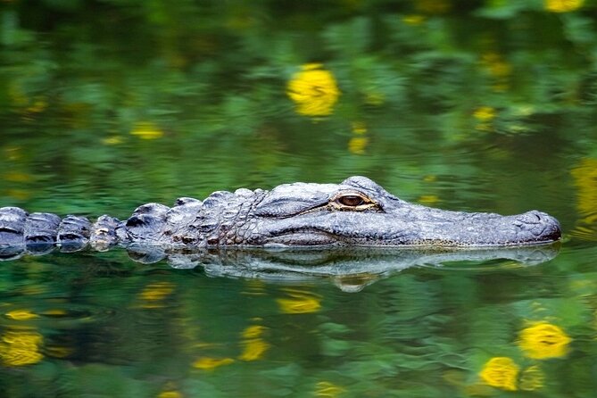 Everglades Express From Miami with Safari Airboat Ride - What to do with your expectations (and your energy level)