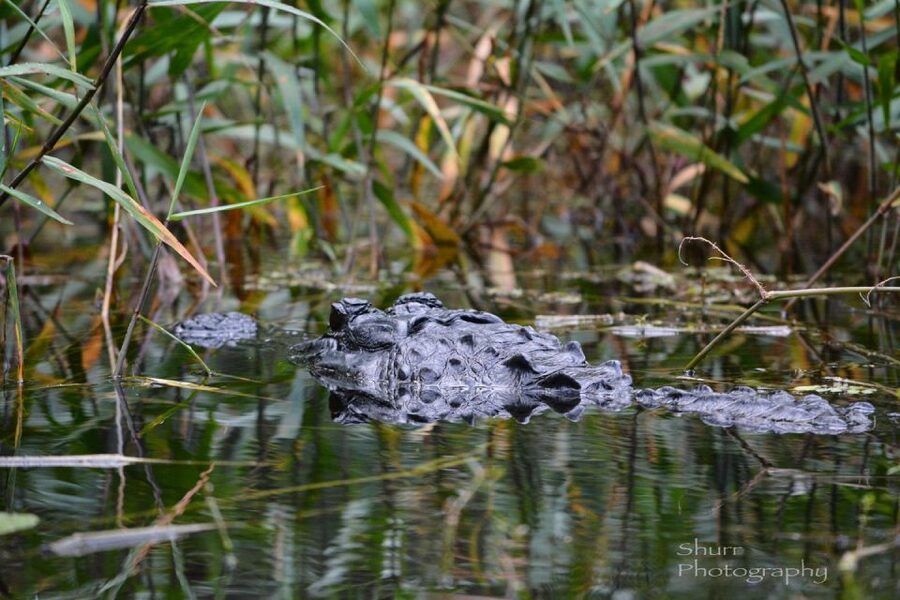 Everglades Kayak Safari Adventure Through Mangrove Tunnels - Kayaks, safety, and staying comfortable for 3 hours