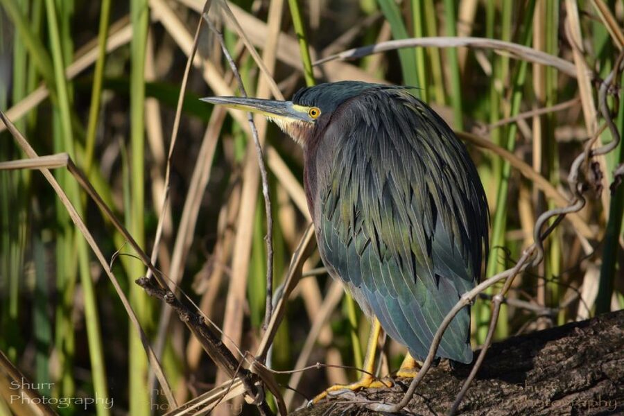 Everglades Kayak Safari Adventure Through Mangrove Tunnels - The main tradeoffs to weigh before you book