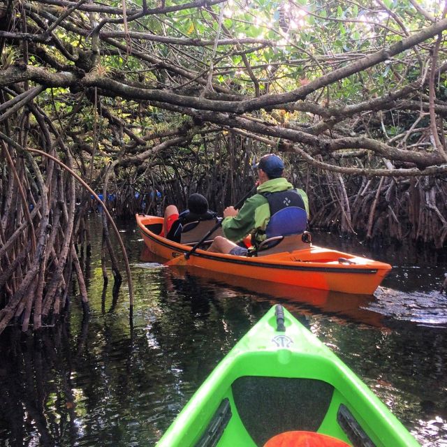 Everglades Kayak Safari Adventure Through Mangrove Tunnels - Small-group pacing: what 1 guide to 8 guests changes for you