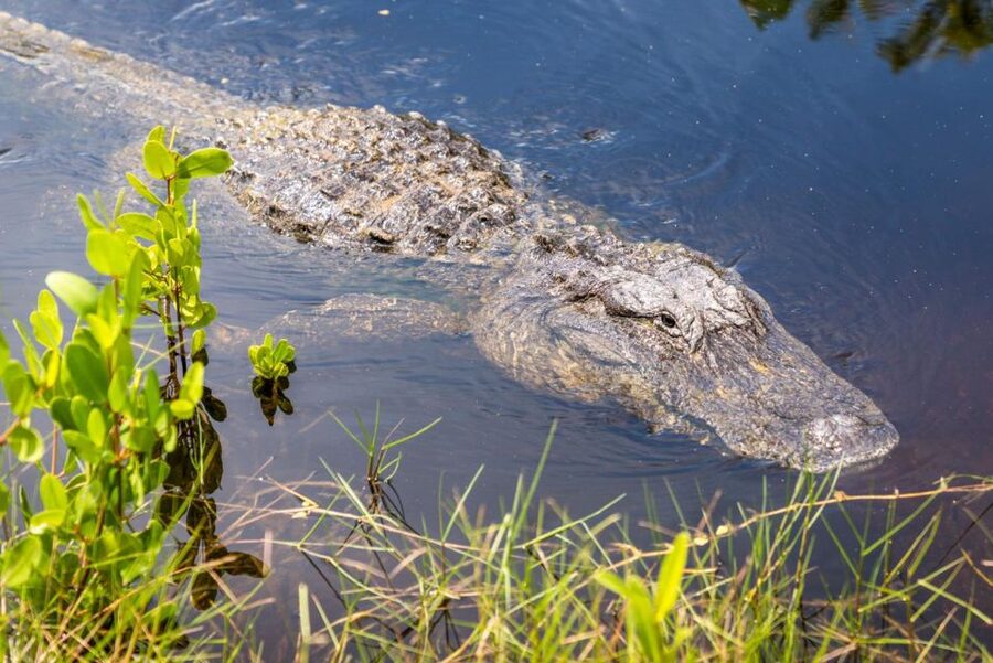 Everglades: Mangrove, Grassland Airboat Tours, & Boardwalk - Price and Logistics: How to Make This Day Feel Worth It
