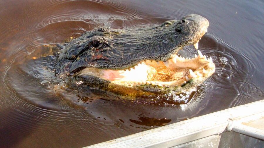 Everglades: Mangrove Maze Airboat Tour and Boardwalk - Everglades City Boardwalk: Your Self-Guided Mangrove Stroll