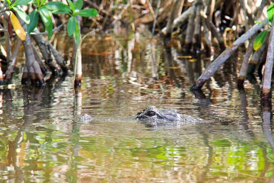 Everglades: Mangrove Maze Airboat Tour and Boardwalk - Who This Tour Is Best For (And Who Should Skip)