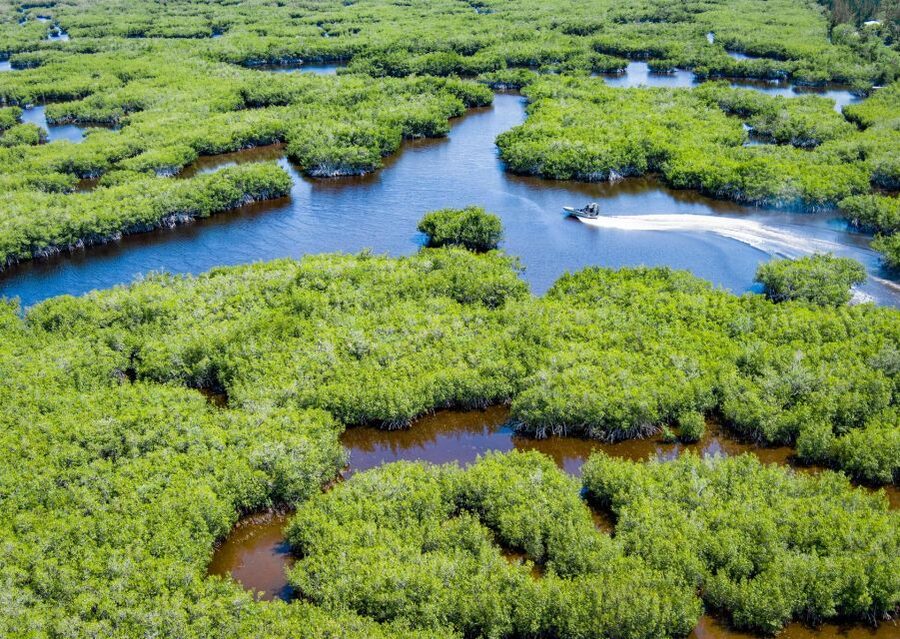 Everglades: Mangrove Maze Airboat Tour and Boardwalk - The Airboat Ride With Live Commentary and Wildlife-Spotting Focus