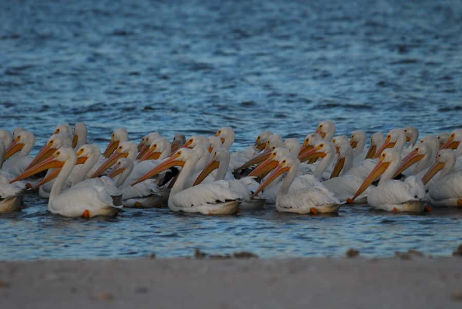 Everglades National Park: 2 hour Dolphin & Birding Boat Tour - How the Everglades boat tour actually works (and why it matters)