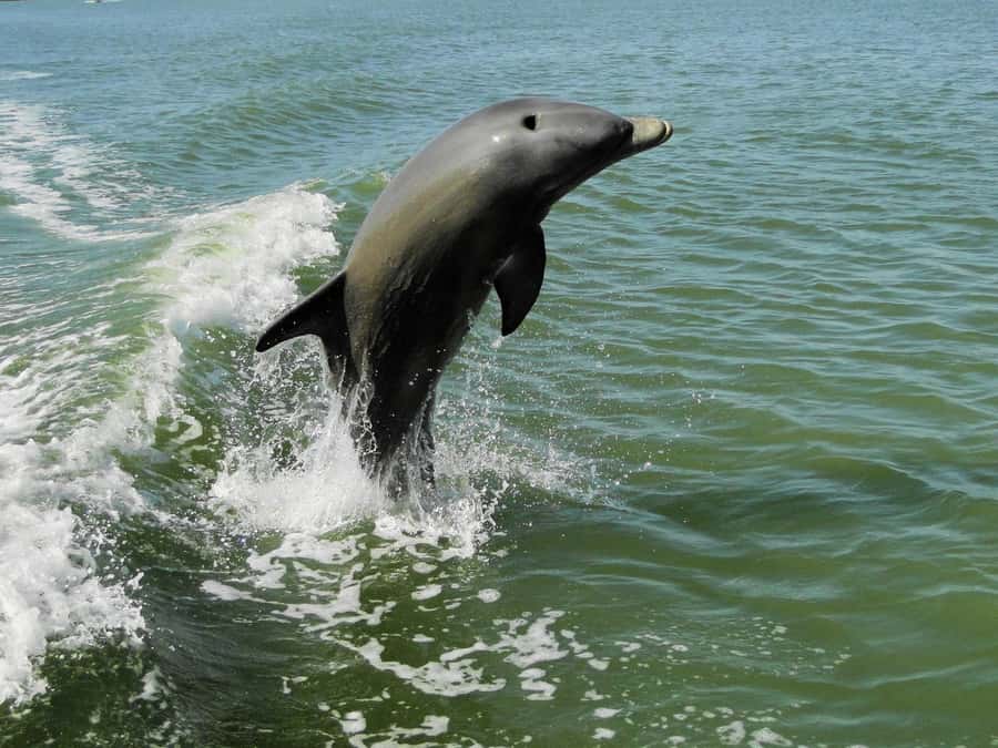 Everglades National Park: 2 hour Dolphin & Birding Boat Tour - The guides: what you’ll get from Dan and Capt. Don’s style