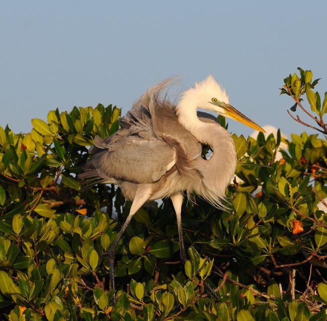 Everglades National Park 3-Hour Kayak Eco Tour - The 10,000 Islands paddle: what “eco tour” means in practice