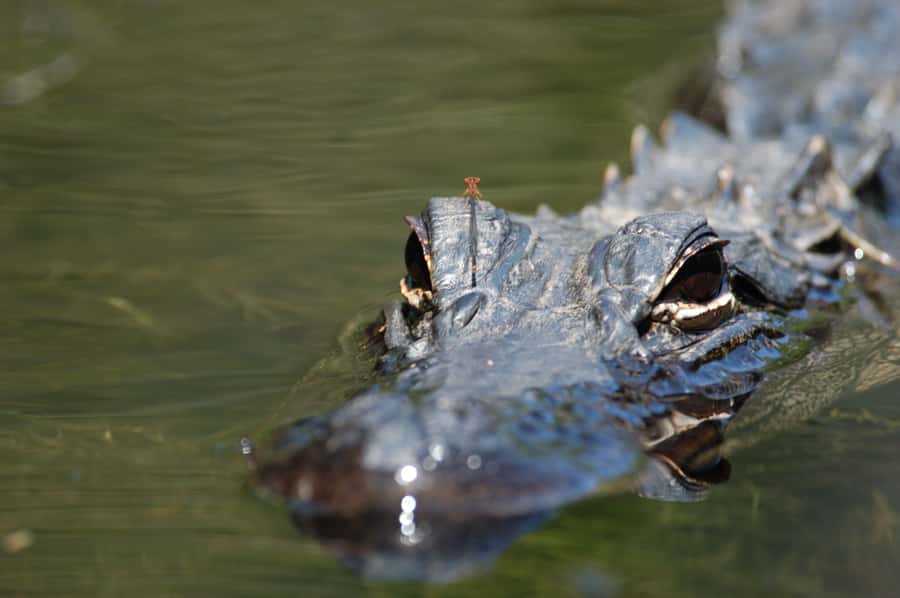 Everglades National Park: Mangrove Tunnel Kayak Eco-Tour - The 3-Hour Flow from 32016 Tamiami Trail E