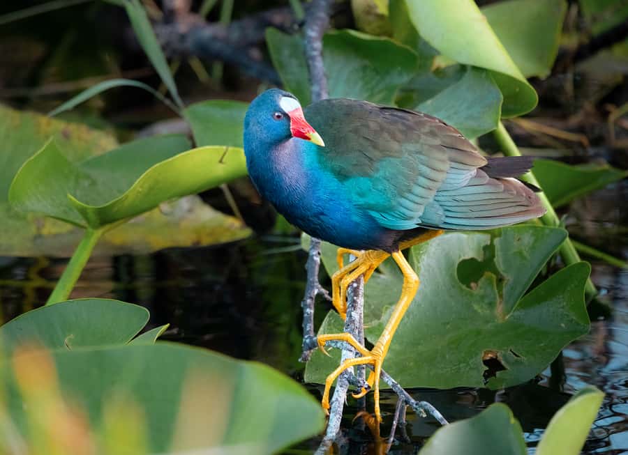 Everglades National Park: Mangrove Tunnel Kayak Eco-Tour - Mangroves 101: What the Guide Helps You Notice