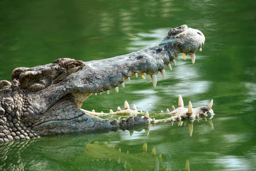 Everglades National Park: Mangrove Tunnel Kayak Eco-Tour - Price and Value: Is $109 Worth a 3-Hour Guided Paddle?