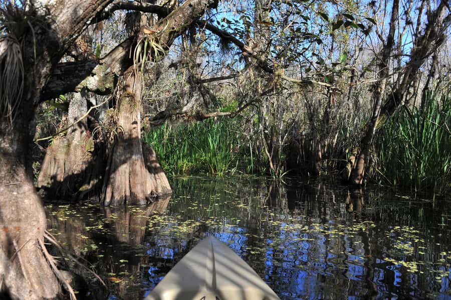 Everglades National Park: Mangrove Tunnel Kayak Eco-Tour - Should You Book This Everglades Mangrove Tunnel Kayak Eco-Tour?