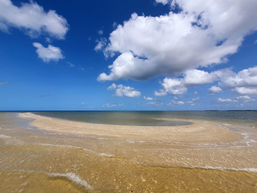 Everglades National Park: Motorboat Eco Tour - What you’re really seeing: dolphins, turtles, rays, and birds