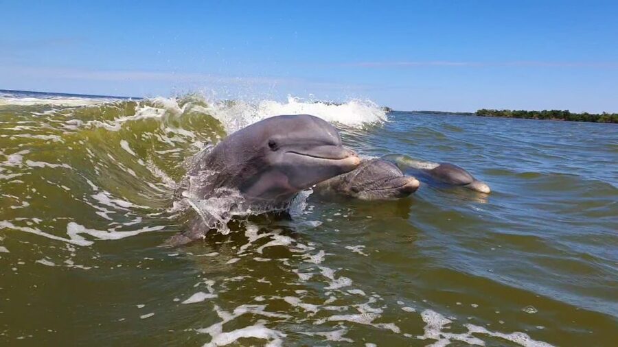 Everglades National Park: Motorboat Eco Tour - The island stop: shells in the sand and Calusa traces