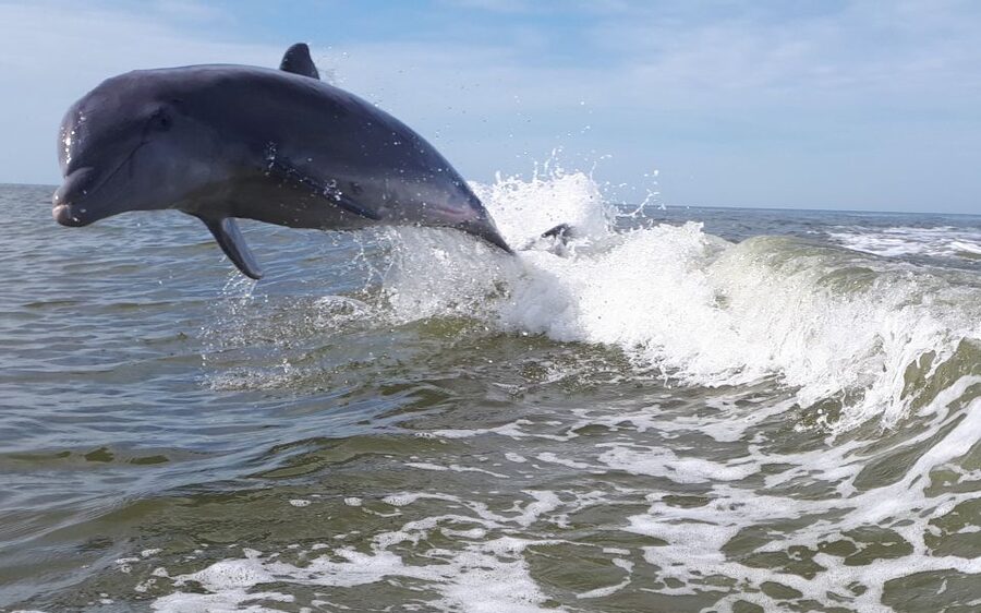 Everglades National Park: Motorboat Eco Tour - The guide factor: why the captain’s approach matters