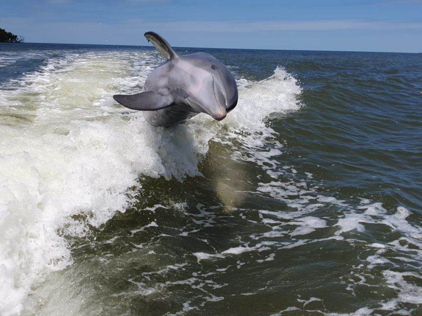 Everglades National Park: Motorboat Eco Tour - Who this tour fits best