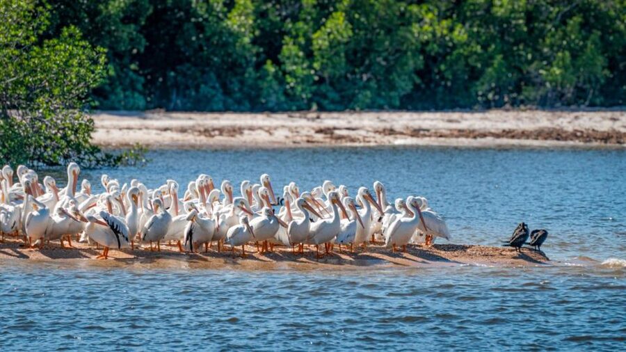 Everglades National Park: Pontoon Boat Tour & Boardwalk - Key highlights at a glance