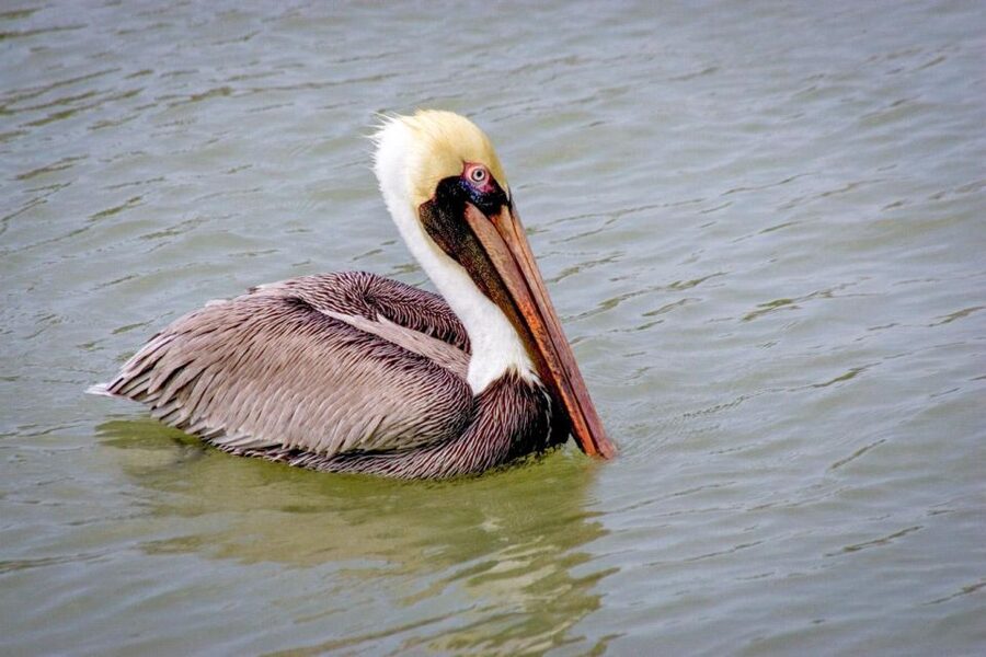Everglades National Park: Pontoon Boat Tour & Boardwalk - Rules that protect wildlife (and keep the tour smooth)