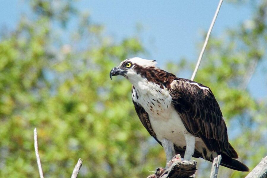Everglades National Park: Pontoon Boat Tour & Boardwalk - What to bring for Florida sun, sweat, and annoying bugs