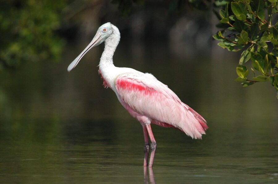 Everglades National Park: Private 2.5-Hour Photo Safari - Key things that make this safari work for photographers