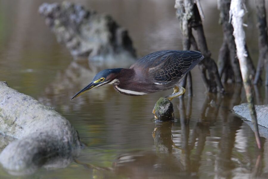 Everglades National Park: Private 2.5-Hour Photo Safari - Why the Everglades is a bird-and-photo standout (even though it’s flooded)