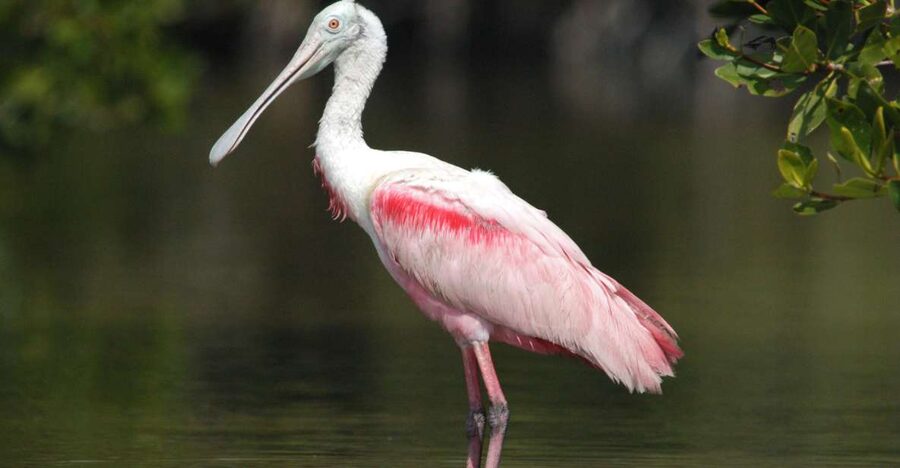 Everglades National Park: Private 2.5-Hour Photo Safari - Private 2.5-hour timing: how the guide manages your shots