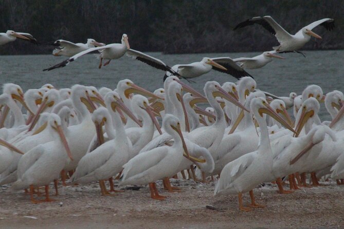 Everglades Small Group Guided Boating and Walking Expedition - Stop-by-stop: how the boat portion works