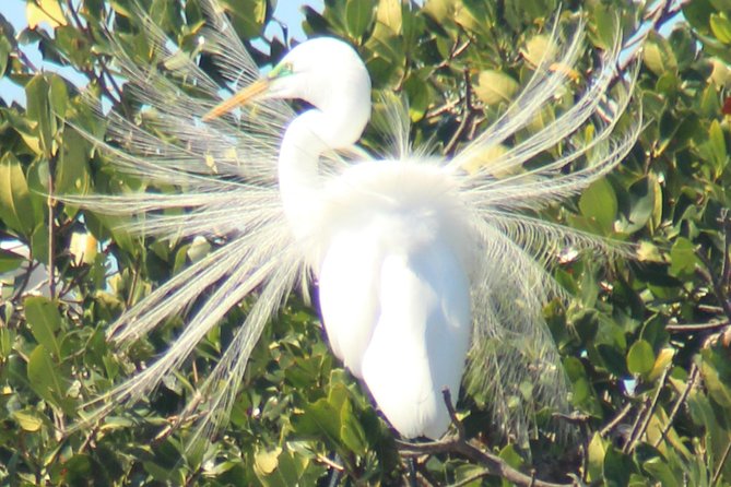 Everglades Small Group Guided Boating & Walking Tour Expedition - The short island walk and the tide-level details that matter