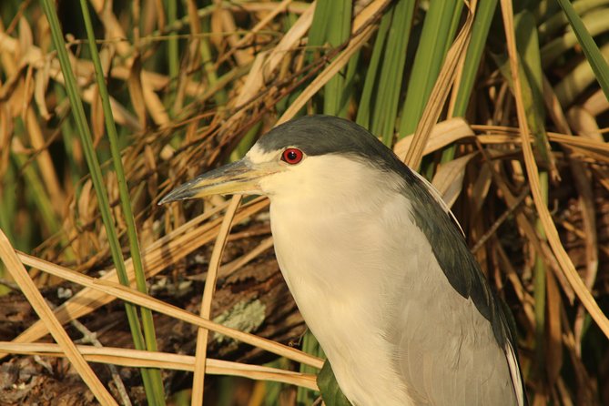 Everglades Small Group Guided Boating & Walking Tour Expedition - What time to choose: morning vs afternoon trade-offs