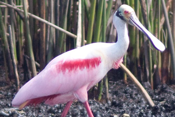 Everglades Small Group Guided Boating & Walking Tour Expedition - Logistics that can trip you up (so plan ahead)