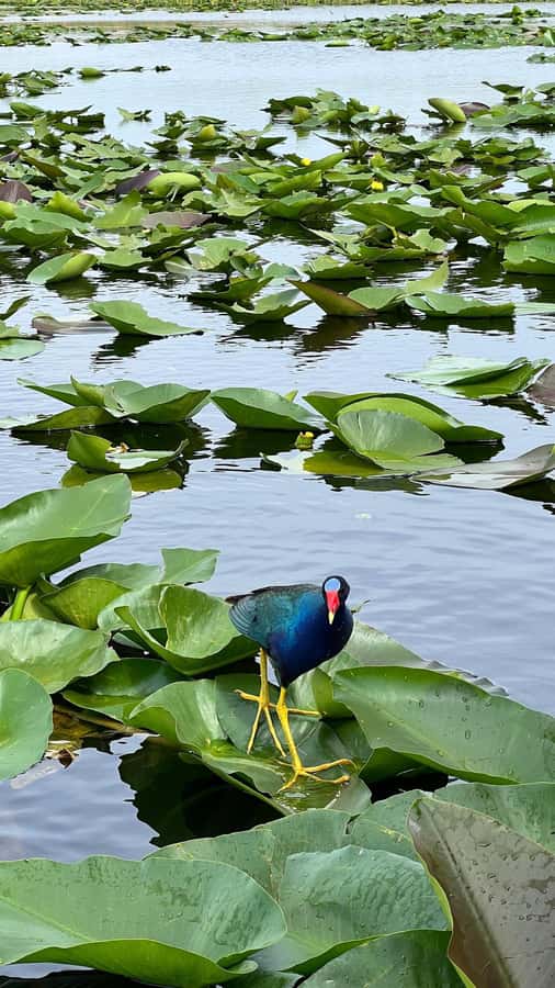 Everglades Small Group on Airboat with Transportation - Alligator Talk, Wildlife Odds, and What You Can Control