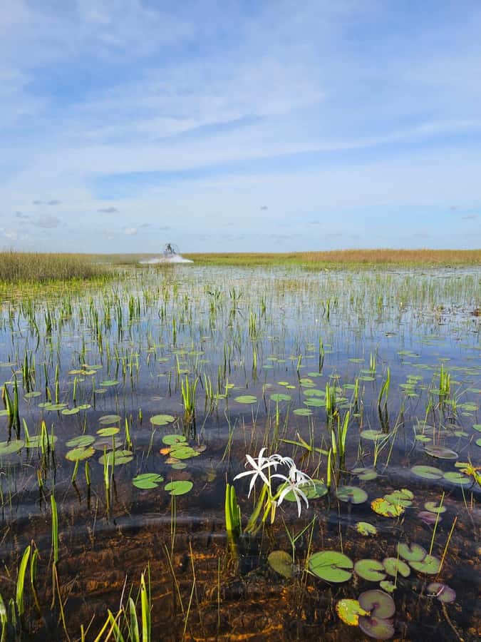 Everglades Small Group on Airboat with Transportation - Should You Book This Everglades Small-Group Airboat?