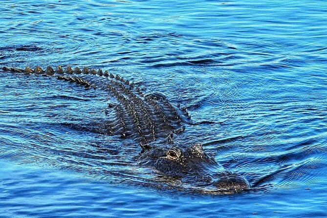 Everglades Small-Group Tour from Miami with Transportation - Everglades Holiday Park: What You Do After the Van Stops