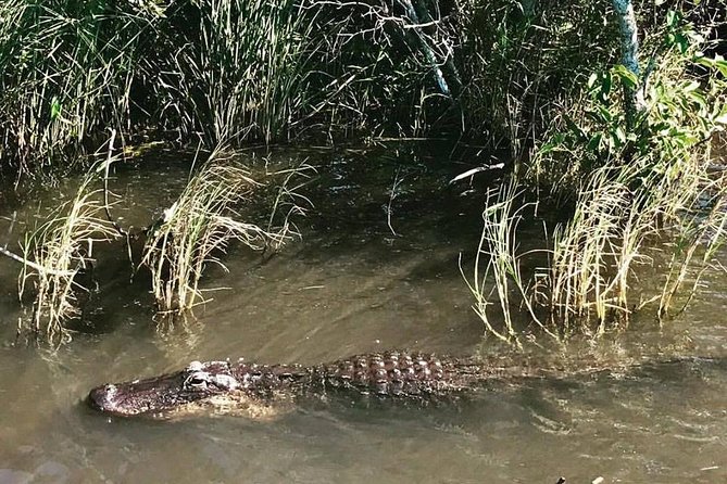 Everglades Small-Group Tour from Miami with Transportation - Wildlife Spotting: How to Think About Alligators and Birds