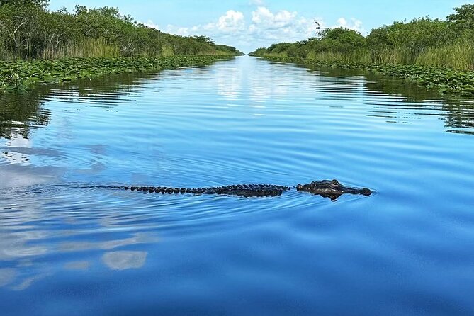 Everglades Small-Group Tour from Miami with Transportation - The Rescued-Alligator Moment and Short Educational Show
