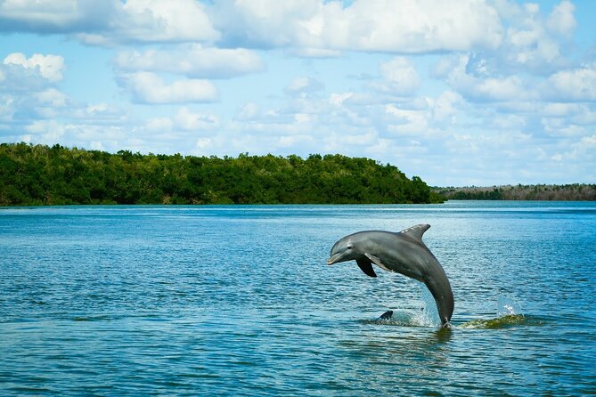 Everglades Tour w/ Biologist Led WET walk + 2 Boat Trips + Lunch! - Key highlights worth planning for
