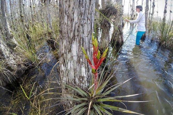 Everglades Tour w/ Biologist Led WET walk + 2 Boat Trips + Lunch! - Miccosukee General Store area to the Miccosukee Indian Village airboat trip