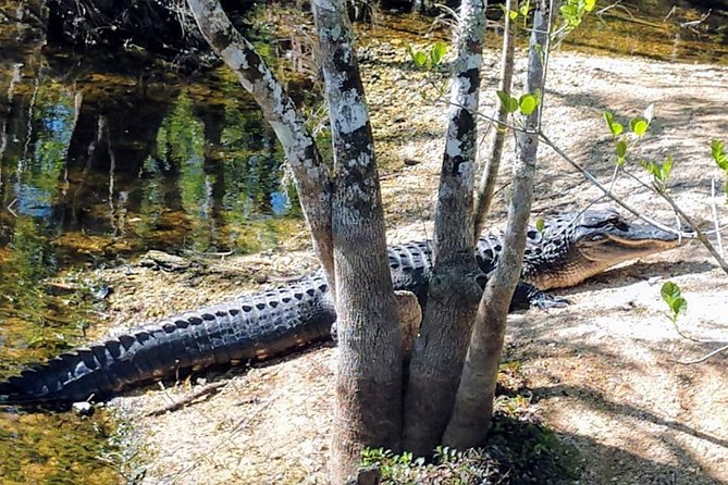 Everglades Tour w/ Biologist Led WET walk + 2 Boat Trips + Lunch! - Oasis Visitor Center, Ochopee Post Office, and Smallwood Store: short stops with big flavor