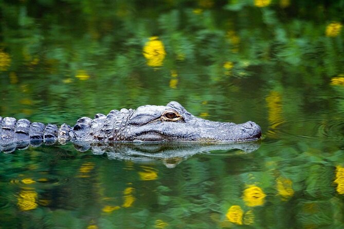 Everglades Tour with professional Tourguide inclusive pickup - Key things you should know before you go