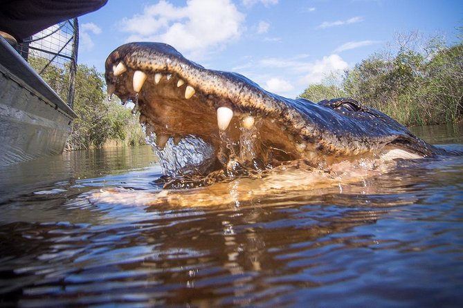 Everglades Tour with professional Tourguide inclusive pickup - Price and value: is $85 worth it?
