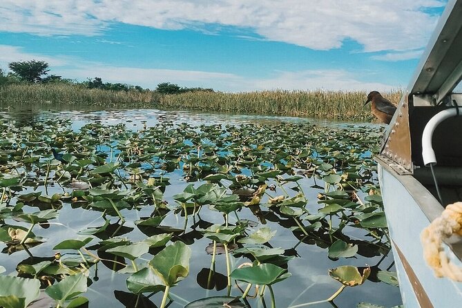 Everglades Tour with professional Tourguide inclusive pickup - What you’re likely to see: alligators, snakes, turtles, and birds