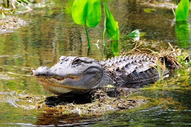 Everglades Wildlife Tour: Airboat & Alligator Habitat Experience - Getting There From Miami Walk of Fame Without Stress (Or With a Plan B)