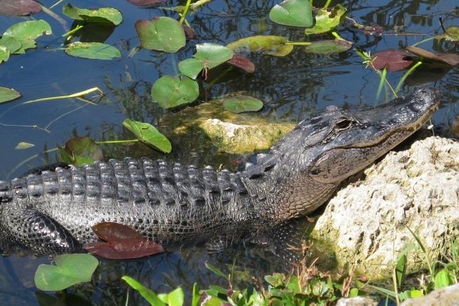 Everglades Wildlife Tour: Airboat & Alligator Habitat Experience - Who Should Book This (And Who Might Be Better Off Elsewhere)