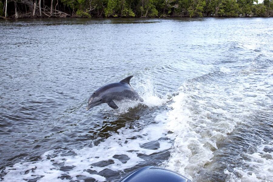 Flamingo Marina: Backcountry Boat Tour of the Everglades - Sliding up Buttonwood Canal: where the Everglades mood clicks into place
