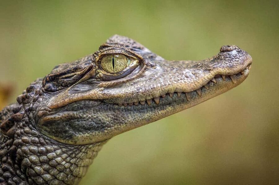 From Miami Beach: Everglades Airboat & Gator Spotting Tour - Wildlife spotting: how to think about alligators here